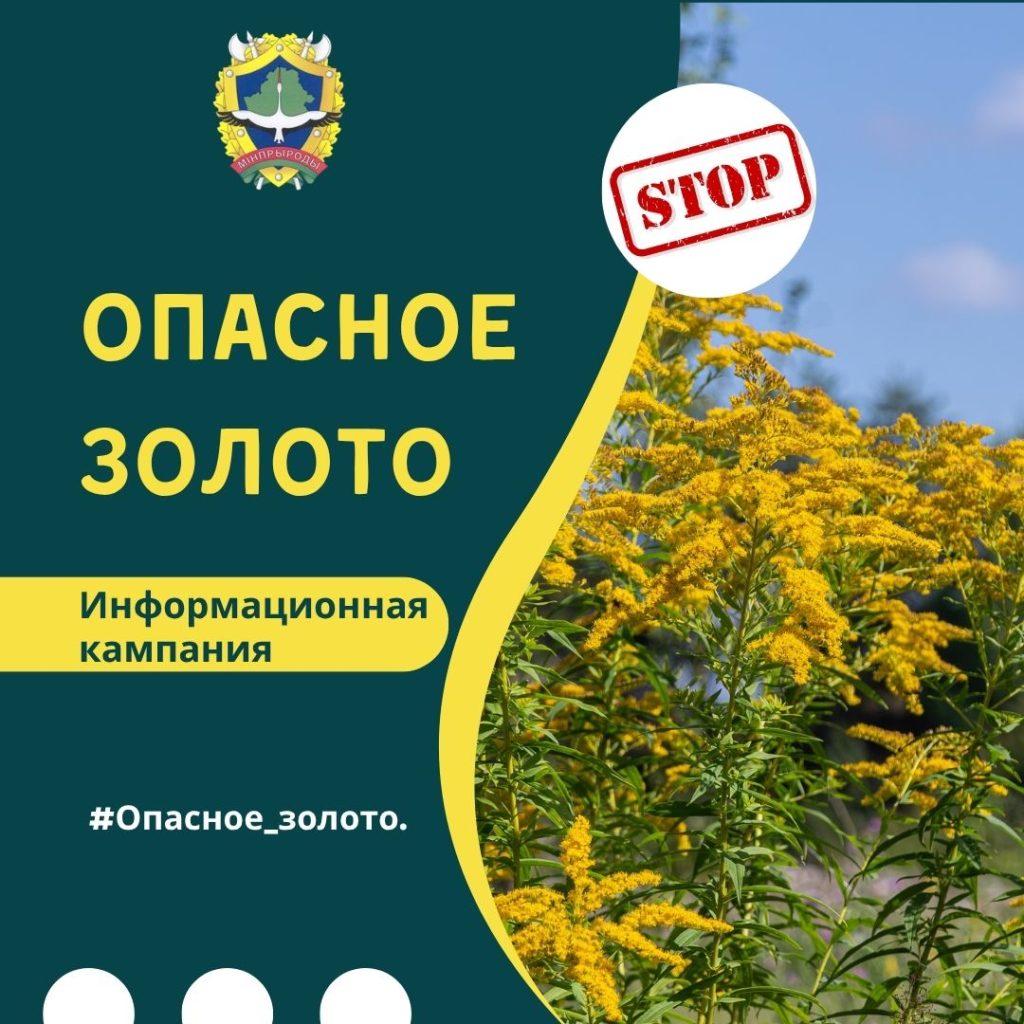 Эко-новости: наш детский сад принял участие в кампании «Опасное золото»!