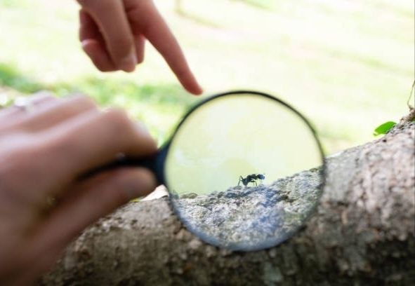 Удивительный мир насекомых: наблюдения на летней прогулке